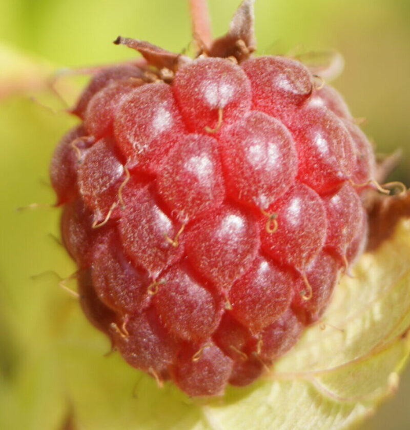 Hindbærbusk Tidlig (Rubus idaeus 'Summer Lovers Early')