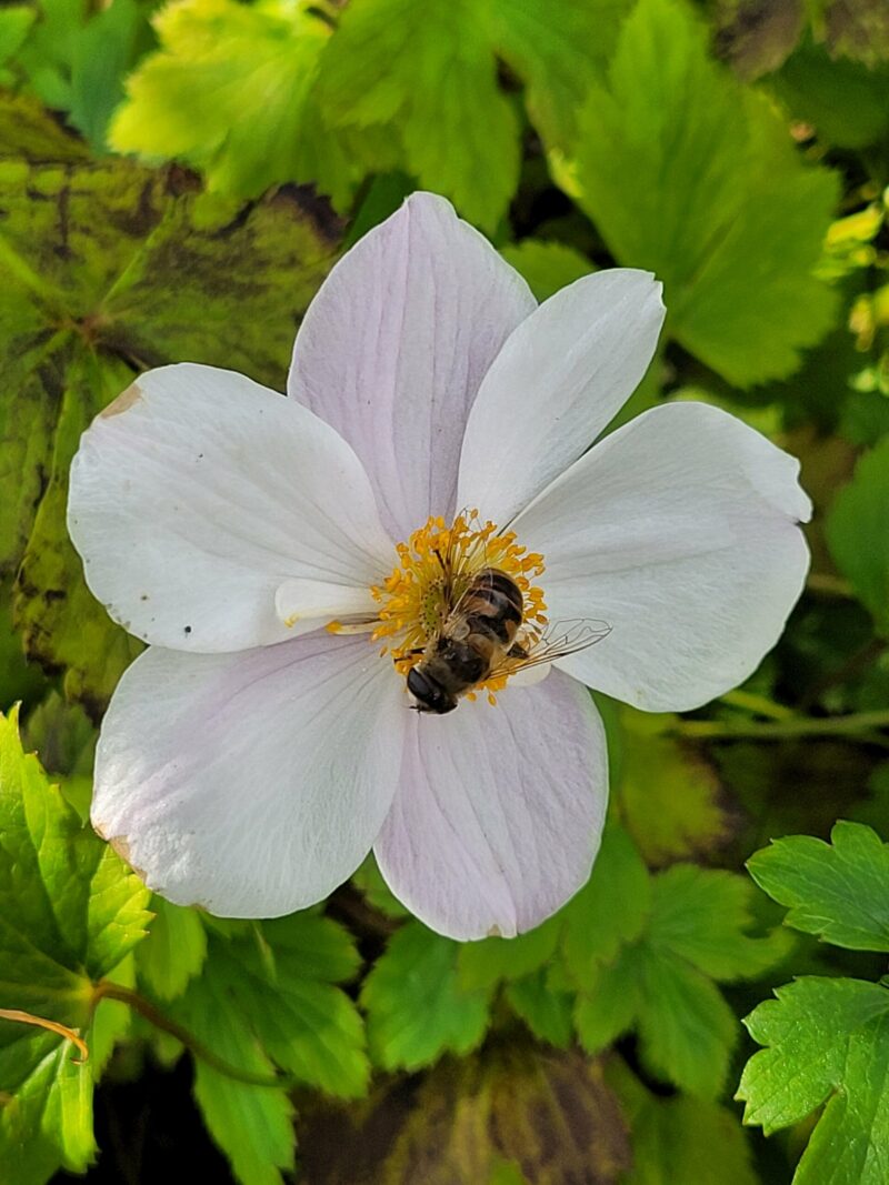 Høstanemone Dainty Swan (Anemone hybrida Dainty Swan)