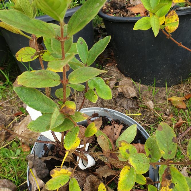 Honningbærbusk Blue Velvet (Lonicera Kamtschatica Blue Velvet)