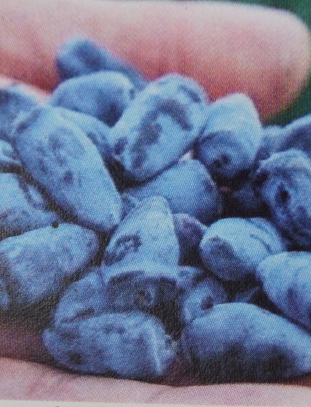 Honningbærbusk Blue Rock (Lonicera Kamtschatica Blue Rock)