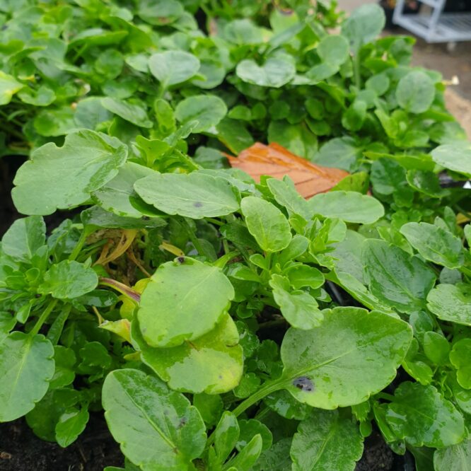 Hornviol Germanica (Viola Cornuta Germanica)