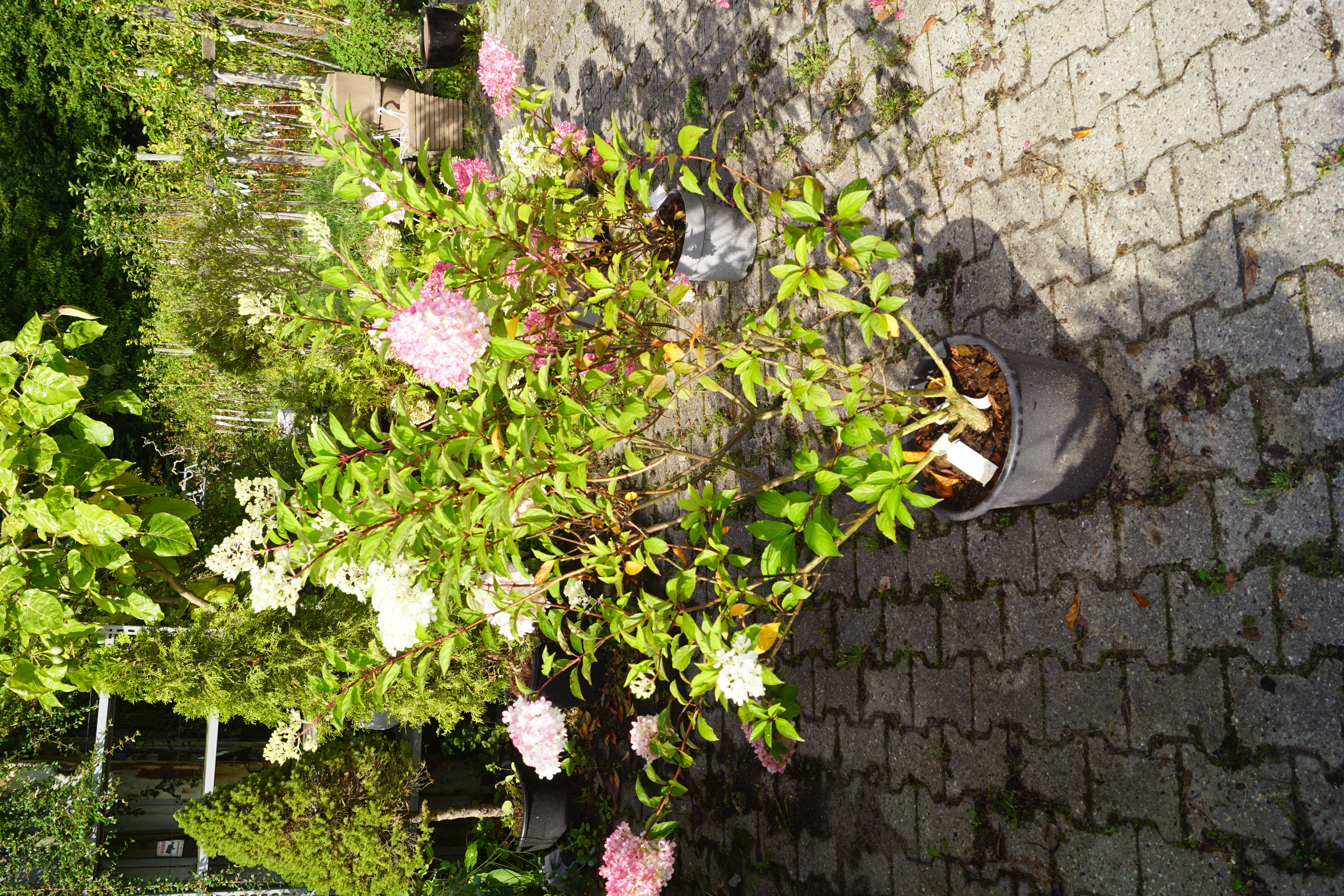 Hortensia Pinky Winky (Hydrangea pan. ‘Pinky Winky’) meget STOR plante!