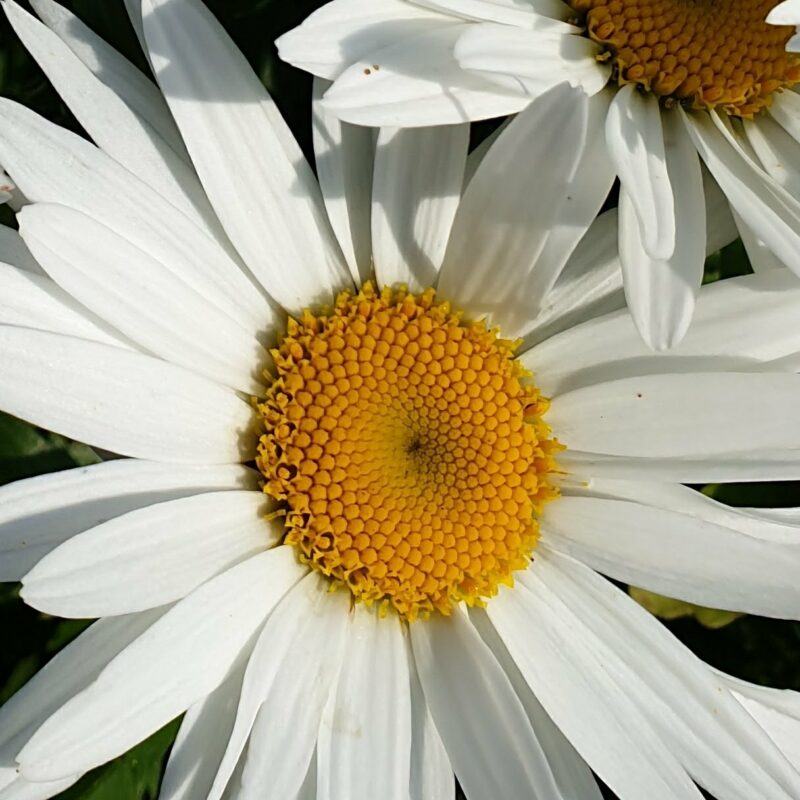 Hvid Sommerblomst (Halvskygge)