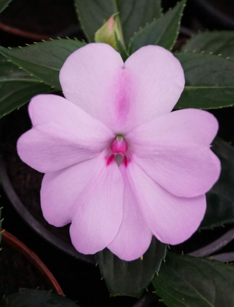 Impatiens Sunpatiens 'Compaact Orchid Blush'