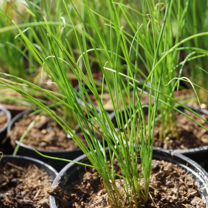 Kinaløg/Kinesisk purløg (Allium tuberosum ‘Neko’)