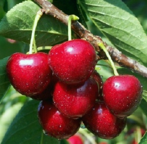 Kirsebærtræ Stella (Prunus Avium Sam)