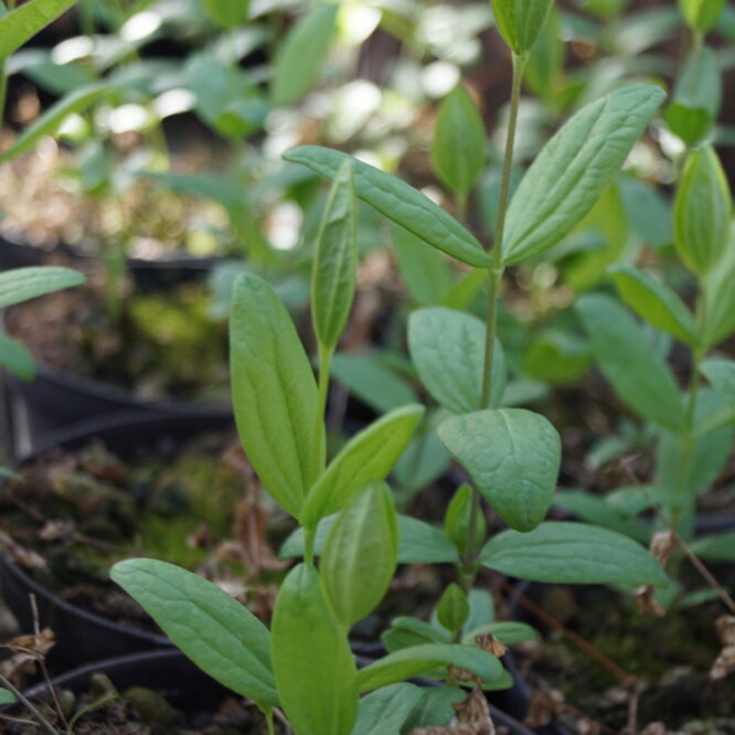 Klematis (Clematis Integrifolia)