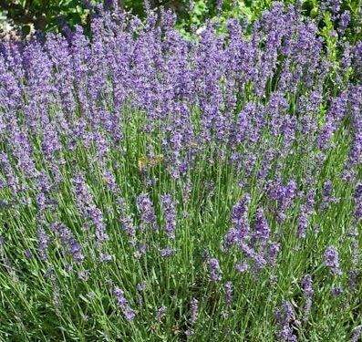 Lavendel (Lavandula officinalis), Økofrø fra bingenheimer