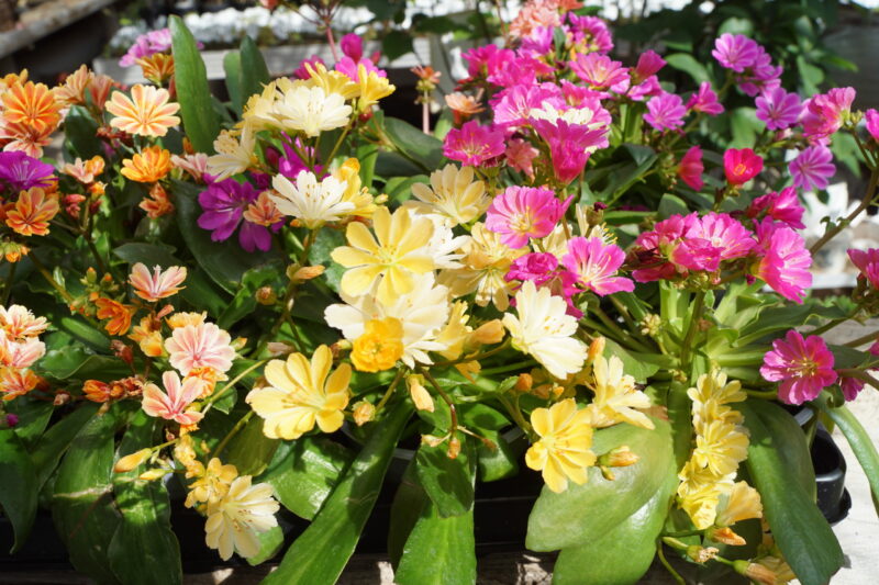 Lewisia Cotyledon Regenbogen - Image 2