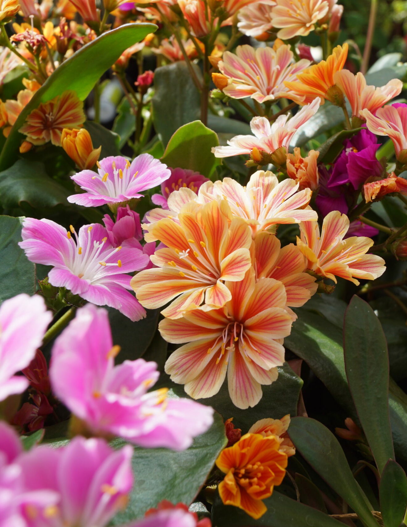 Lewisia Cotyledon Regenbogen