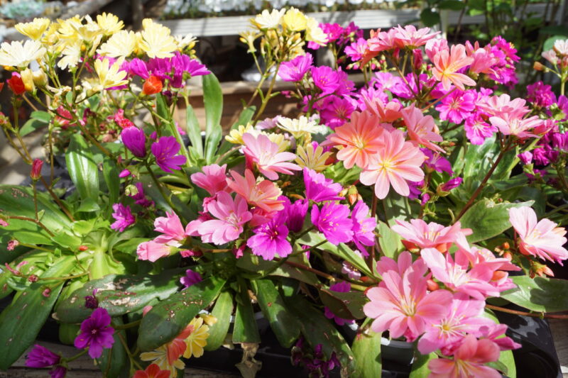 Lewisia Cotyledon Regenbogen - Image 3