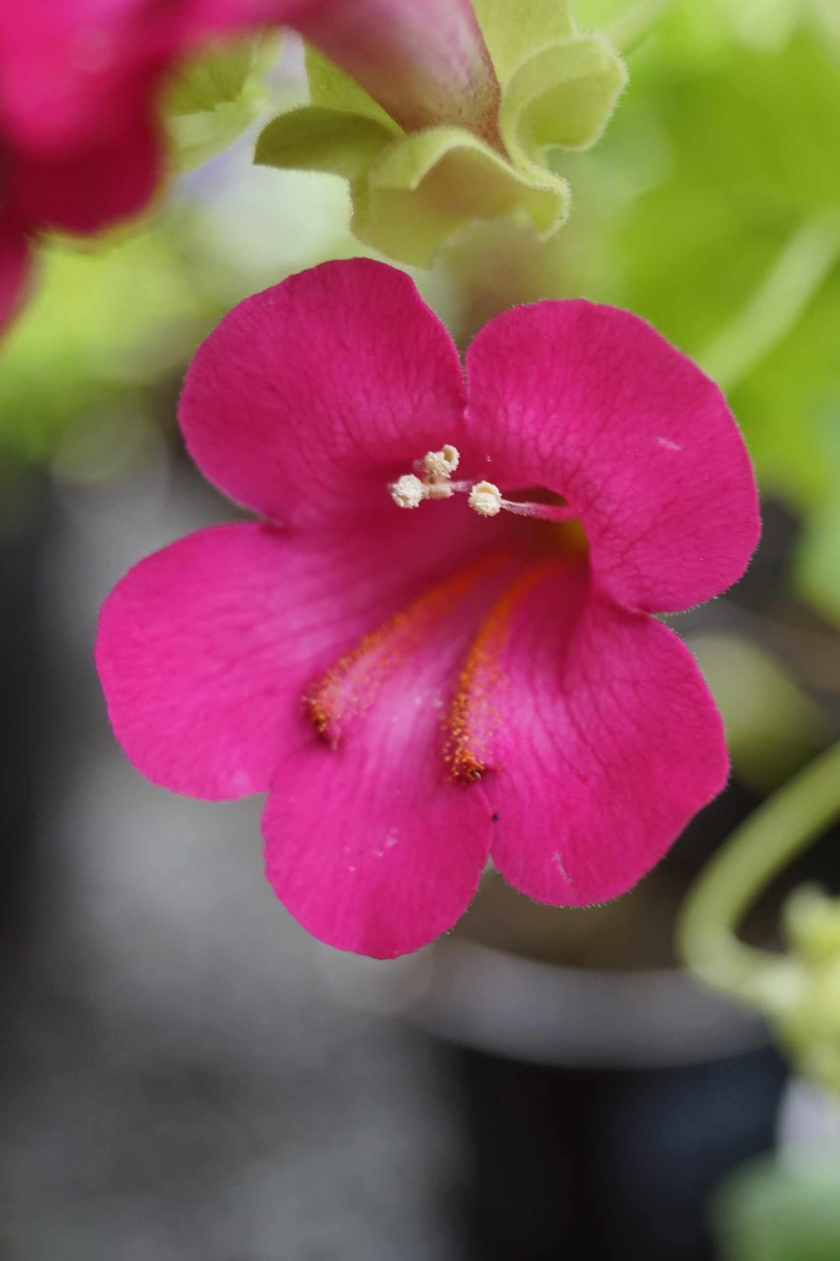 Lophospermum x hybridus “Lofos Compact Pink”