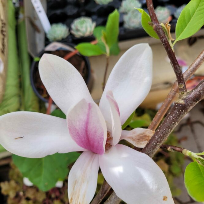 Magnolie (Magnolia Soulangeana)