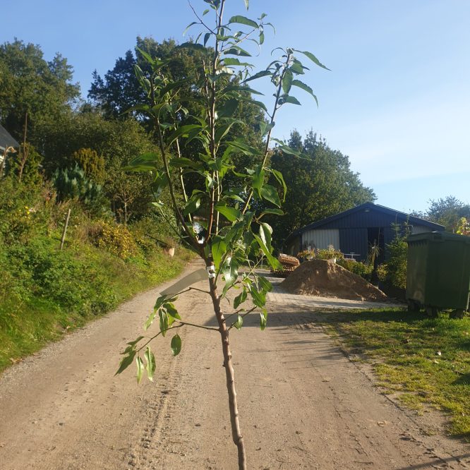 Mandeltræ Dürkheimer Krachmandel Sød (Prunus Dulcis Dürkheimer Krachmandel)