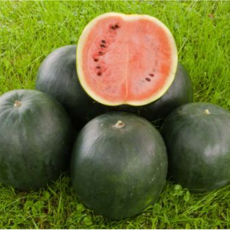 Melon-Vand melon (Sugar Baby) Økofrø fra bingenheimer. Mængde: frø til ca. 12 Planter