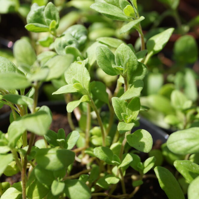 Merian (Origanum majorana ‘Esperanta’)