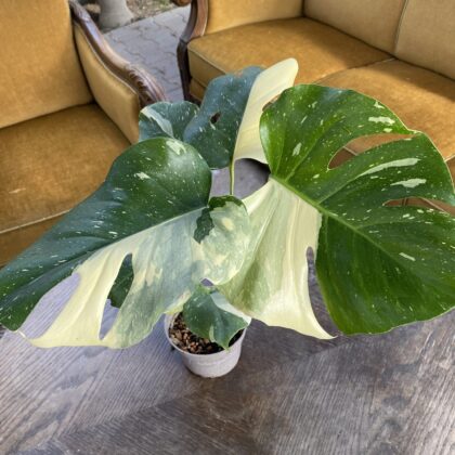 Monstera 'Thai Constellation' (Monstera deliciosa 'Thai Constellation')