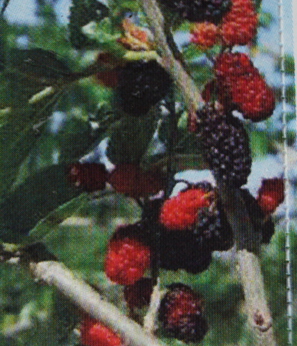 Morbær Dværg  (Morus rotundifolia Mojo Berry)