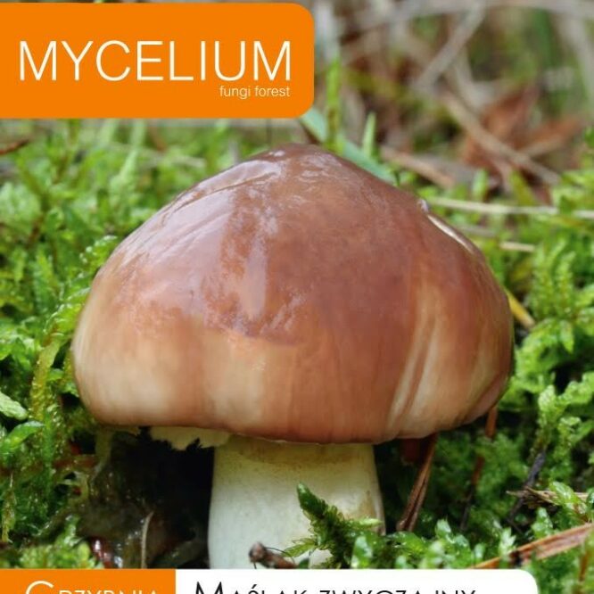 Mycelium Brungul Slimrørhat (Suillus luteus)