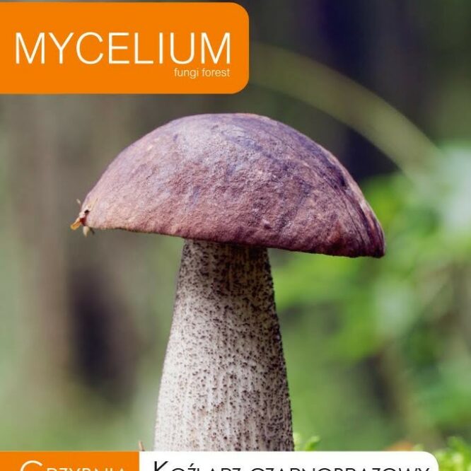 Mycelium Mørk Skælrørhat (Leccinum melaneum)