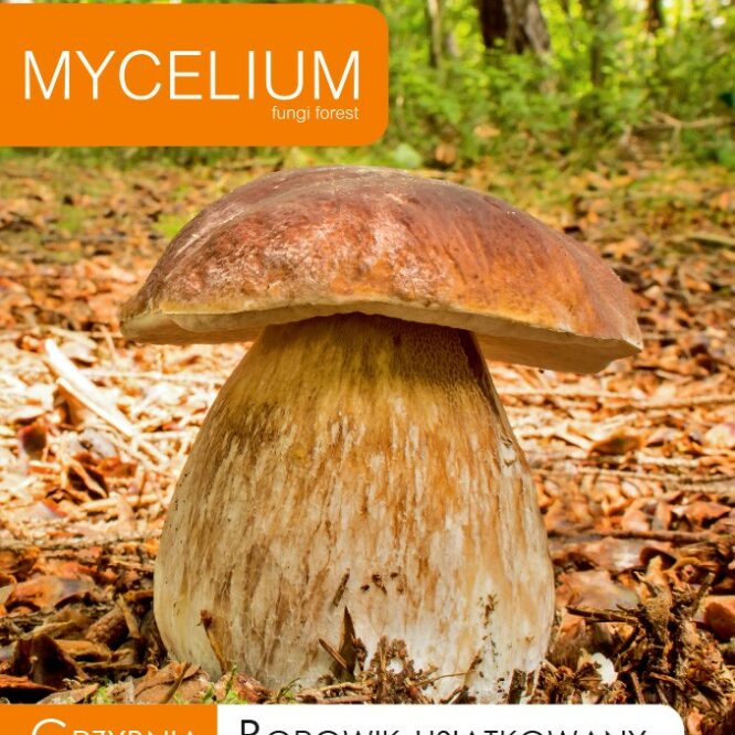 Mycelium Sommer-rørhat (Boletus reticulatus)