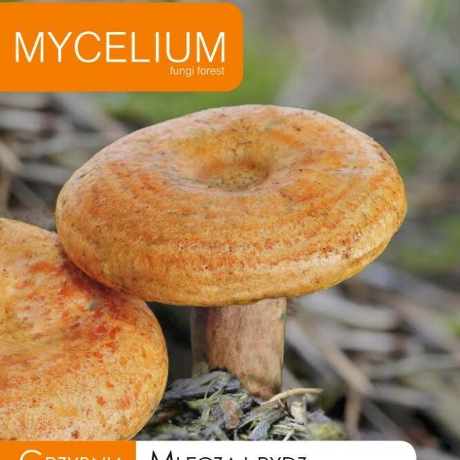 Mycelium Velsmagende Mælkehat (Lactarius deliciosus)