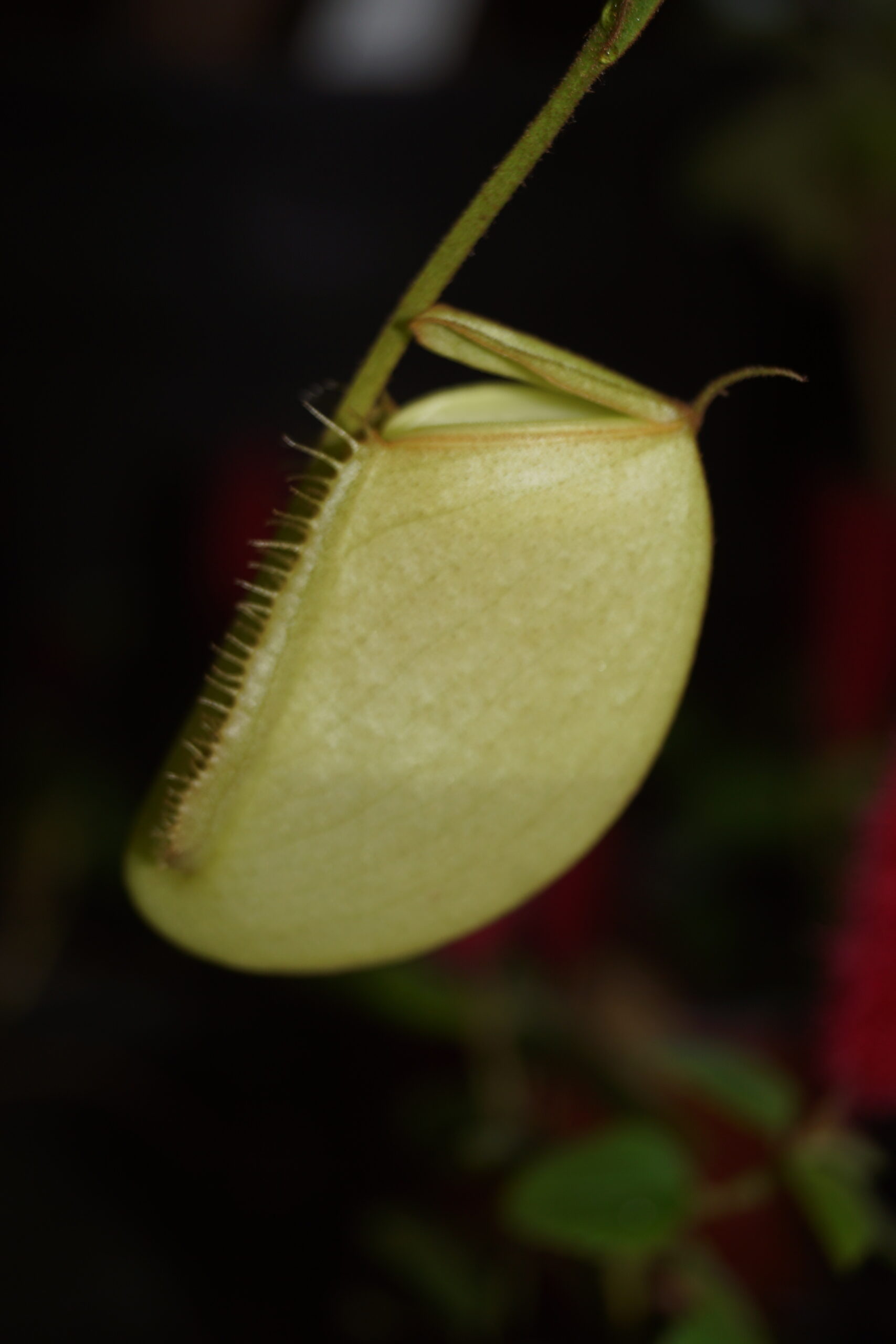 Nepenthes ampullaria (Kandebærer)