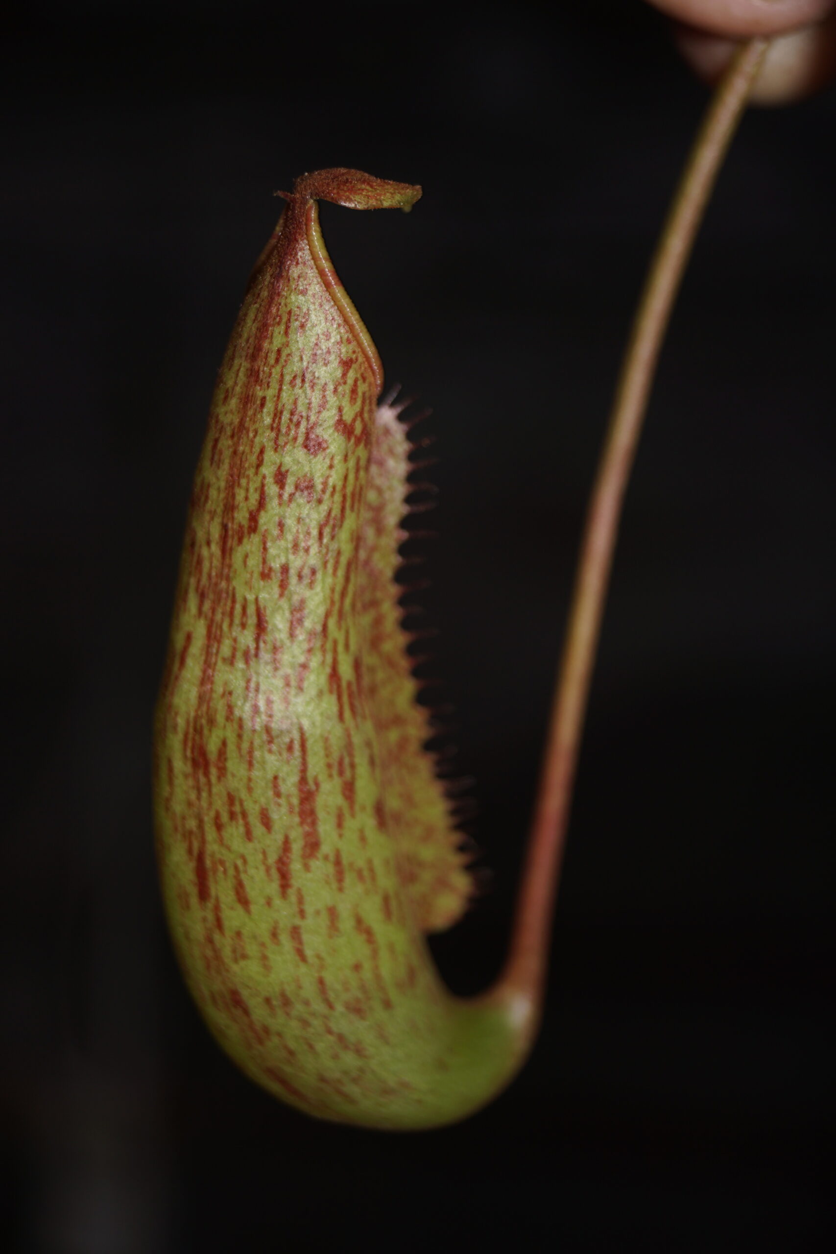 Nepenthes Gentle (Kandebærer)