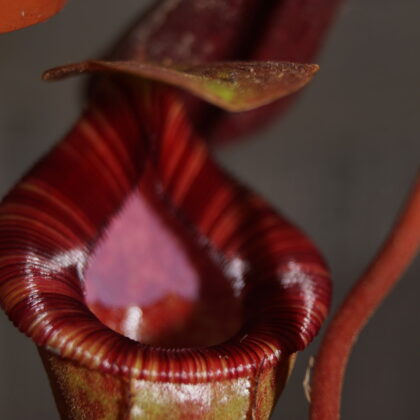 Nepenthes lowii-ventricosa red (kandebæger)