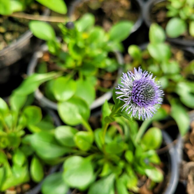 Ølandkugleblomst (Globularia Punctata)