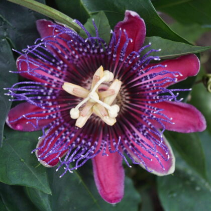 Passions Blomst Marijke (Passiflora 'Marijke')