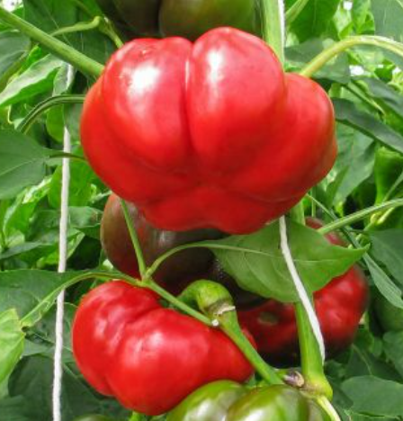 Peber Almindelig Grøn-Rød (Liebesapfel) Økofrø fra bingenheimer. Mængde: frø til ca. 15 Planter