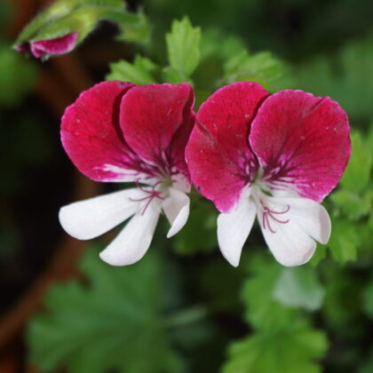 Pelargonium crispum "Mosquitaway Senna" (Duft pelargonie)