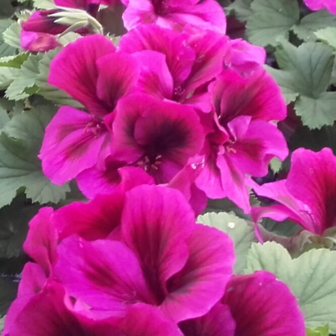 Pelargonium grandiflorum “Adriana” (Engelsk Pelargonie)