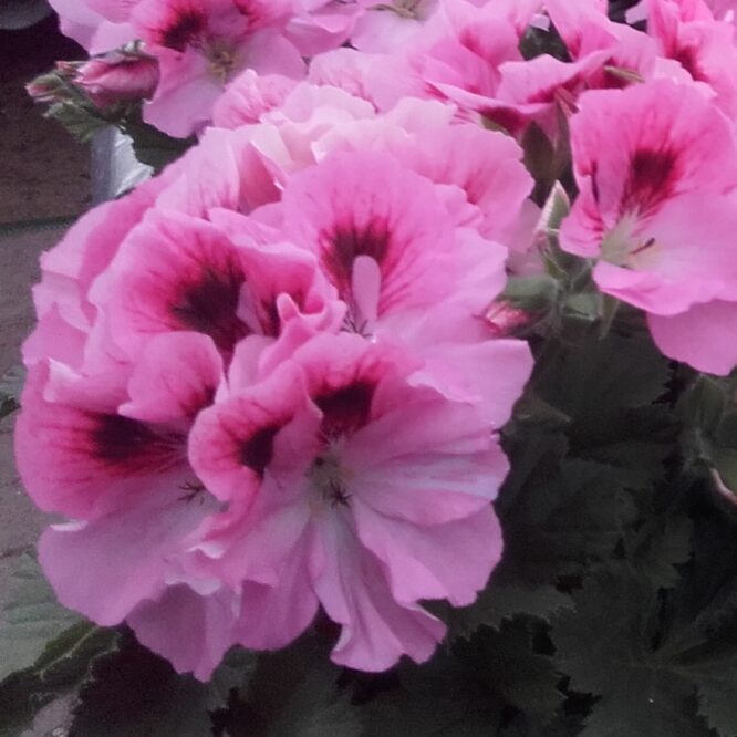 Pelargonium grandiflorum “David” (Engelsk Pelargonie)