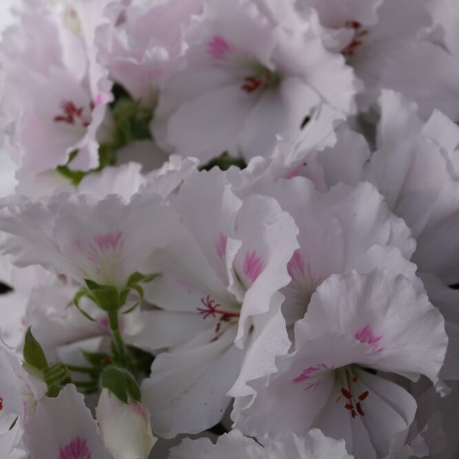 Pelargonium grandiflorum “Jasmin” (Engelsk Pelargonie)