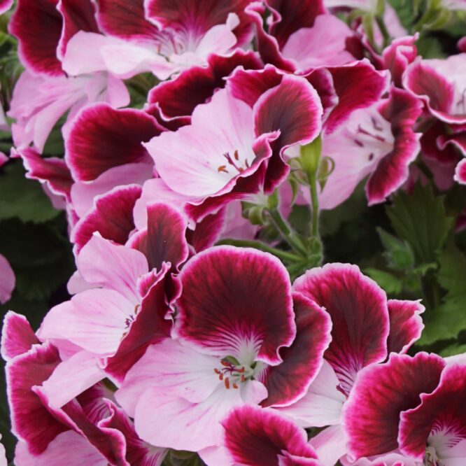 Pelargonium grandiflorum “Elegance Bravo” (Engelsk Pelargonie)