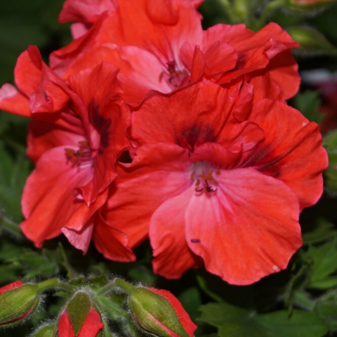 Pelargonium grandiflorum “Elegance Coral Sunset” (Engelsk Pelargonie)