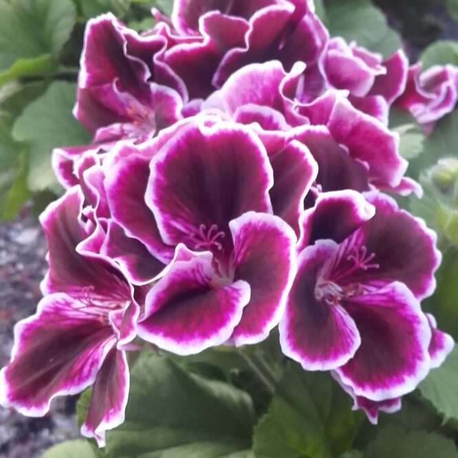 Pelargonium grandiflorum “Elegance Imperial” (Engelsk Pelargonie)