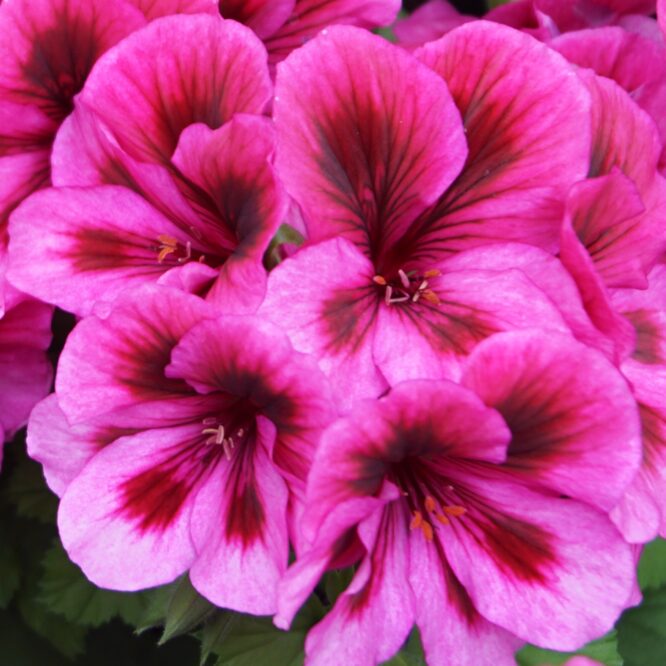 Pelargonium grandiflorum “Elegance Loes” (Engelsk Pelargonie)