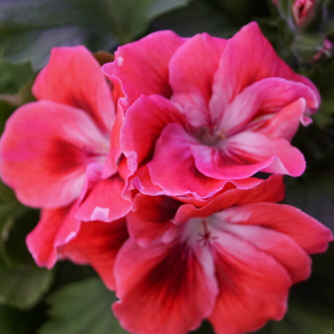 Pelargonium grandiflorum “Mandarin” (Engelsk Pelargonie)