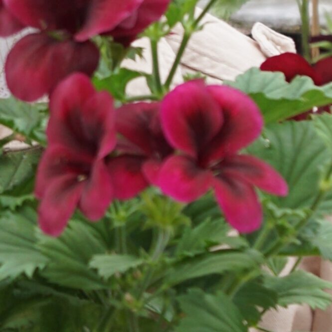 Pelargonium grandiflorum “Regalia Chocolate” (Engelsk Pelargonie)