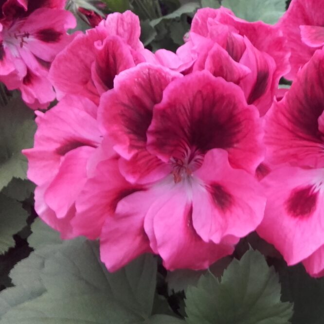 Pelargonium grandiflorum “Regalia Pink” (Engelsk Pelargonie)