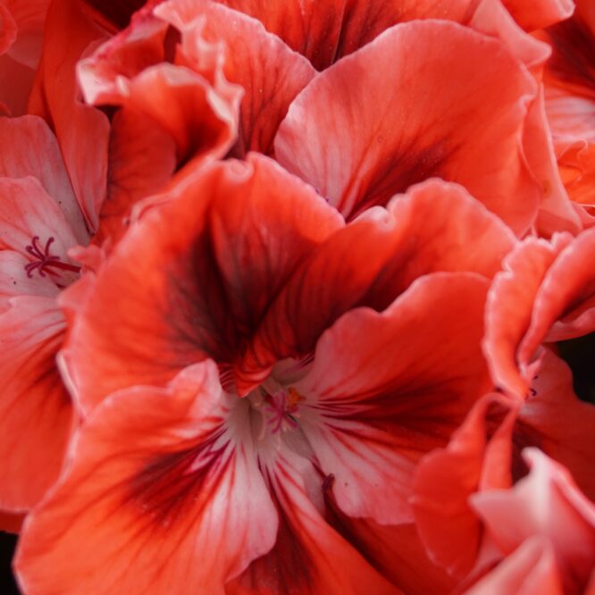 Pelargonium grandiflorum “Salmon Orange” (Engelsk Pelargonie)