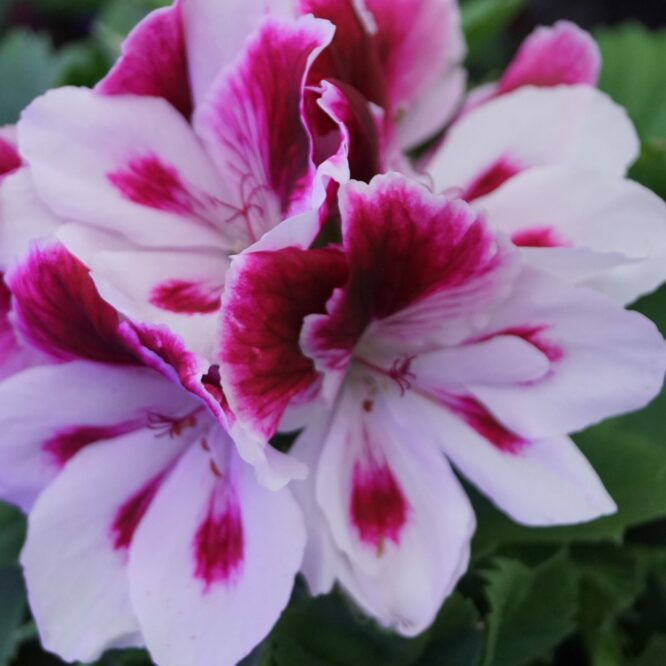 Pelargonium grandiflorum “Tony” (Engelsk Pelargonie)