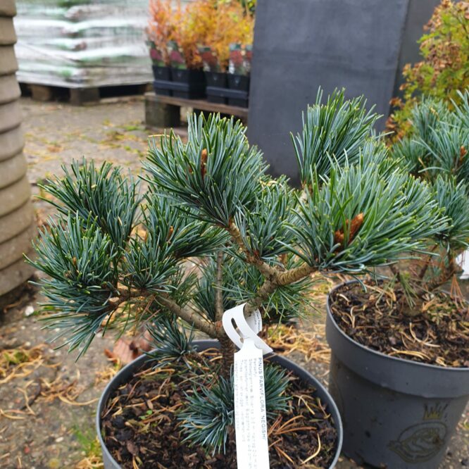 Penselfyr (Pinus Parviflora Negishi)