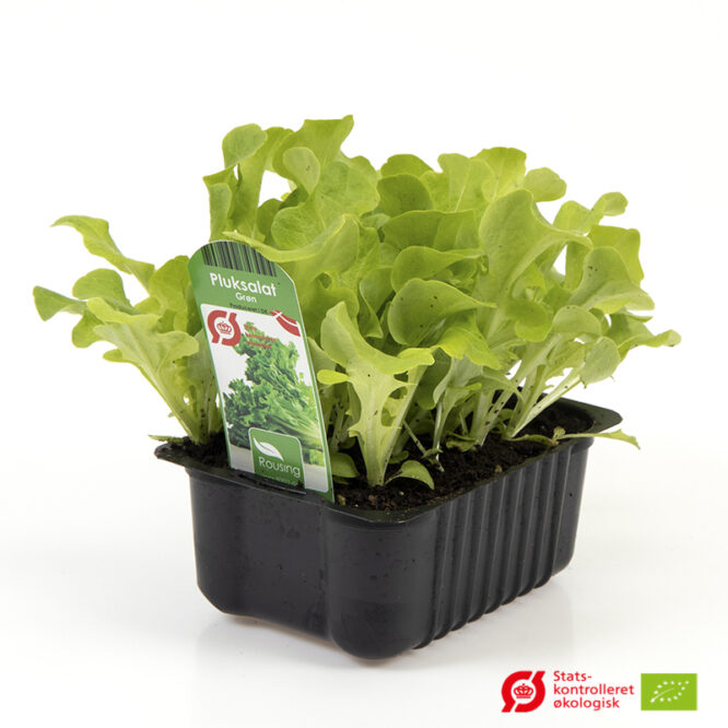 Pluksalat Grøn, Egeblad (Lactusa sativa) | Økologisk Udplantningsbakke