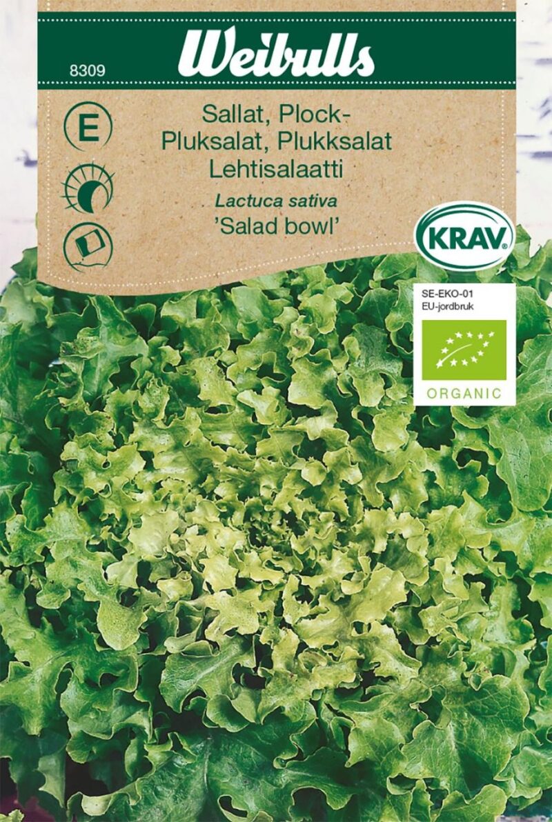 Pluksalat (Lactuca sativa 'Salad Bowl')