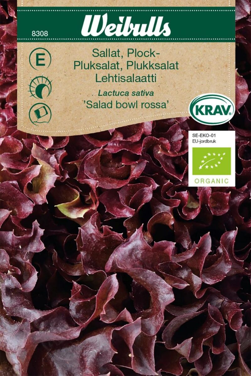 Pluksalat (Lactuca sativa 'Salad Bowl Rossa')