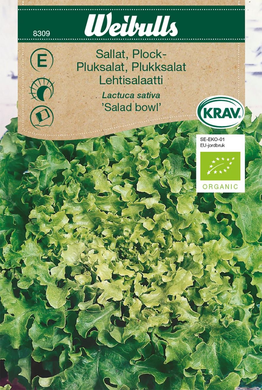 Pluksalat (Lactuca sativa ‘Salad Bowl’)